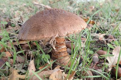 Amanita rubescens