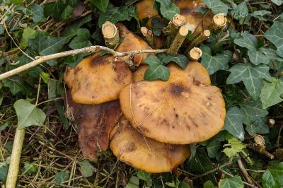 Armillaria mellea