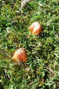 Hygrocybe intermedia