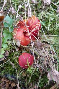 Hygrocybe coccinea