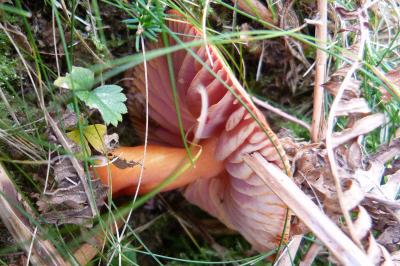 Hygrocybe splendidissima