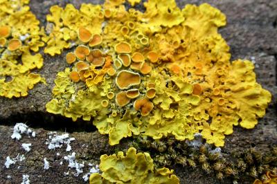 Xanthoria parietina