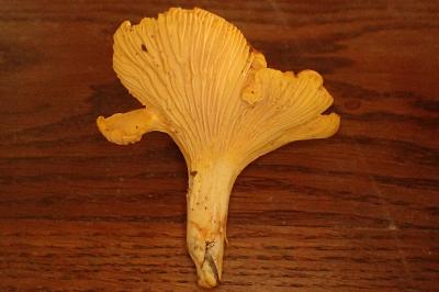 Cantharellus cibarius