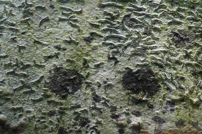 Graphis scripta