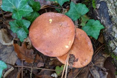 Suillus granulatus