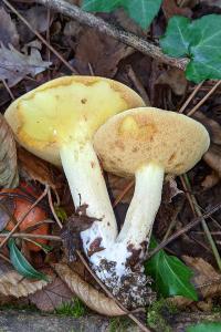 Suillus granulatus