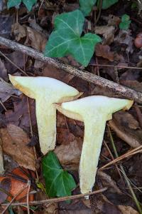 Suillus granulatus