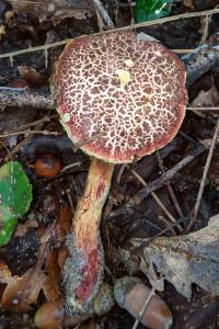 Xerocomellus cisalpinus