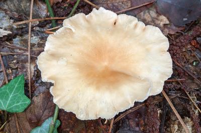 Infundibulicybe gibba
