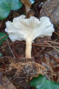 Infundibulicybe gibba