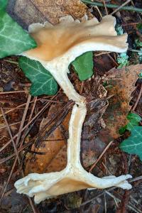 Infundibulicybe gibba