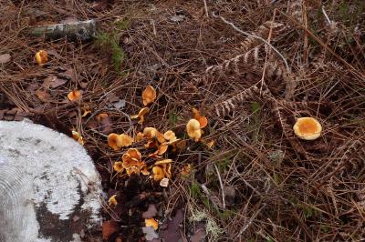 Hygrophoropsis aurantiaca