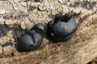 Daldinia concentrica