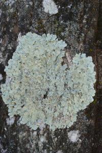 Flavoparmelia caperata