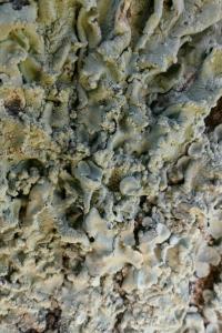 Flavoparmelia caperata