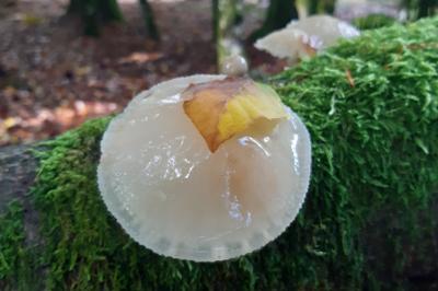 Mucidula mucida