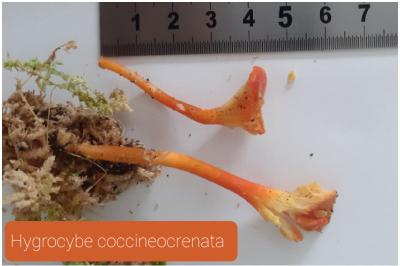 Hygrocybe coccineocrenata