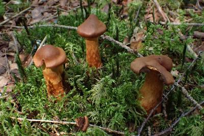 Cortinarius rubellus