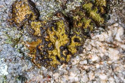 Umbilicaria pustulata