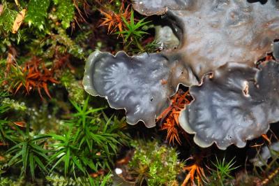 Peltigera