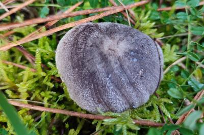 Tricholoma terreum