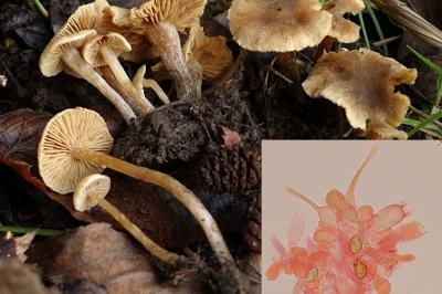 Alnicola escharoides