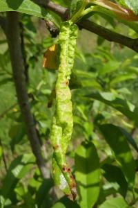 Taphrina deformans