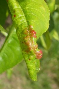 Taphrina deformans