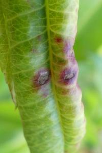 Taphrina deformans