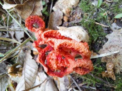 Clathrus ruber