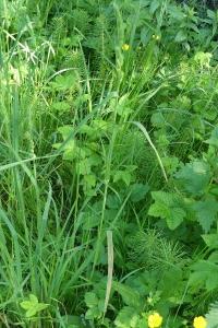 Puccinia striiformis