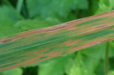 Puccinia striiformis