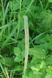 Puccinia striiformis