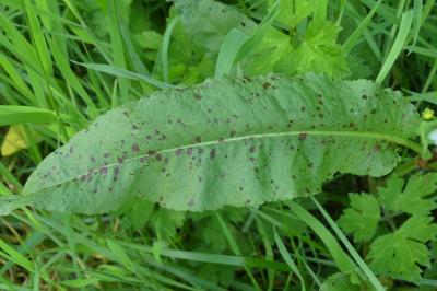 Ramularia rubella