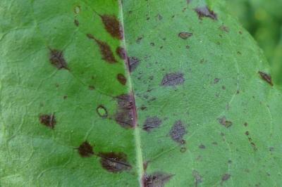Ramularia rubella