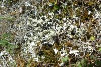 Cladonia foliacea