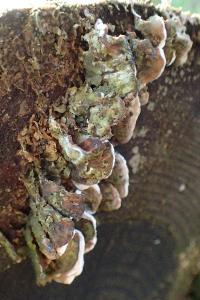 Trametes ochracea