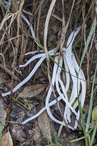 Clavaria fragilis