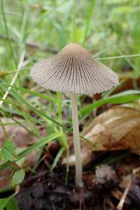 Parasola auricoma