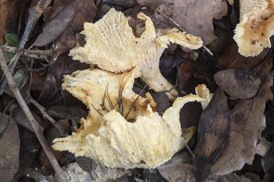 Cantharellus cibarius