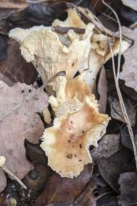 Cantharellus cibarius