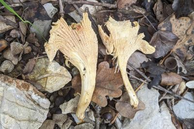 Cantharellus cibarius
