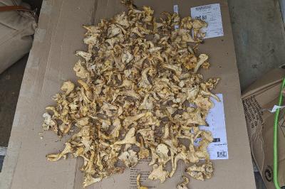 Cantharellus cibarius