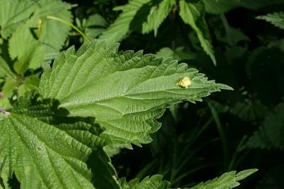 Puccinia urticata