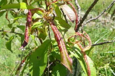 Taphrina deformans