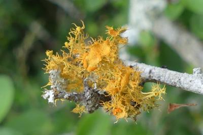 Teloschistes chrysophthalmos