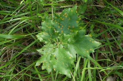 Gymnosporangium cornutum