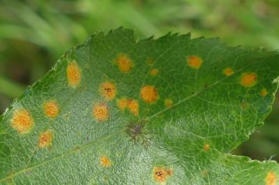 Gymnosporangium cornutum