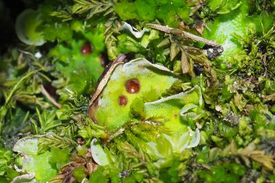 Solorina saccata