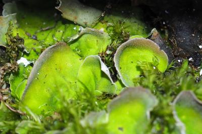 Solorina saccata